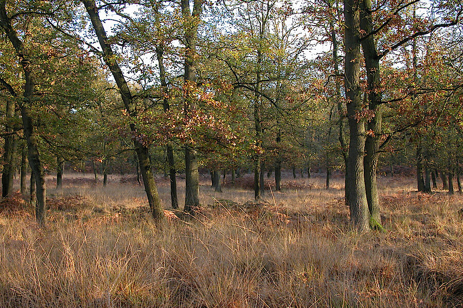 Diersfordter Wald © Biologische Station im Kreis Wesel e.V.