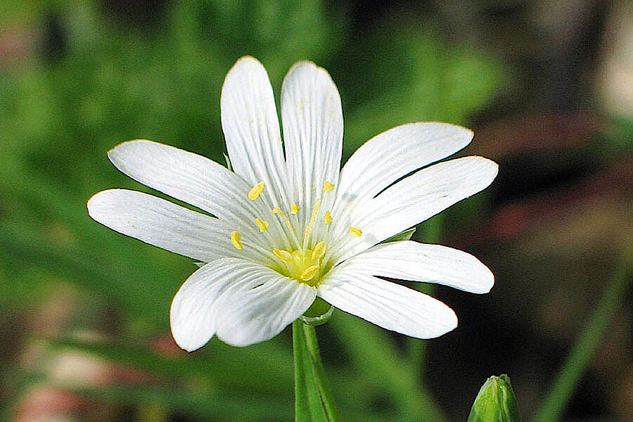 Große Sternmiere © Frank Grawe