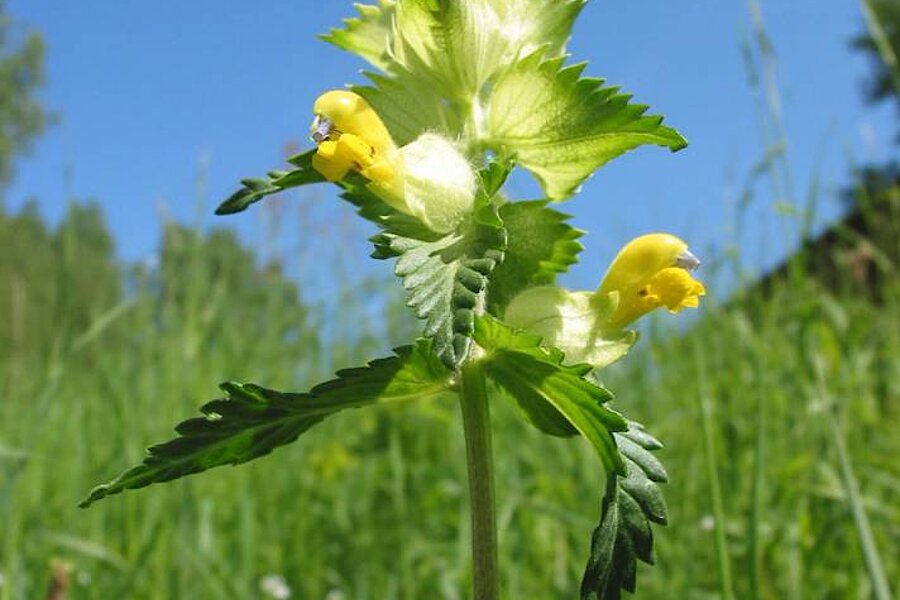 Zottiger Klappertopf © Haus der Natur, Biologische Station im Rhein-Kreis Neuss e.V.