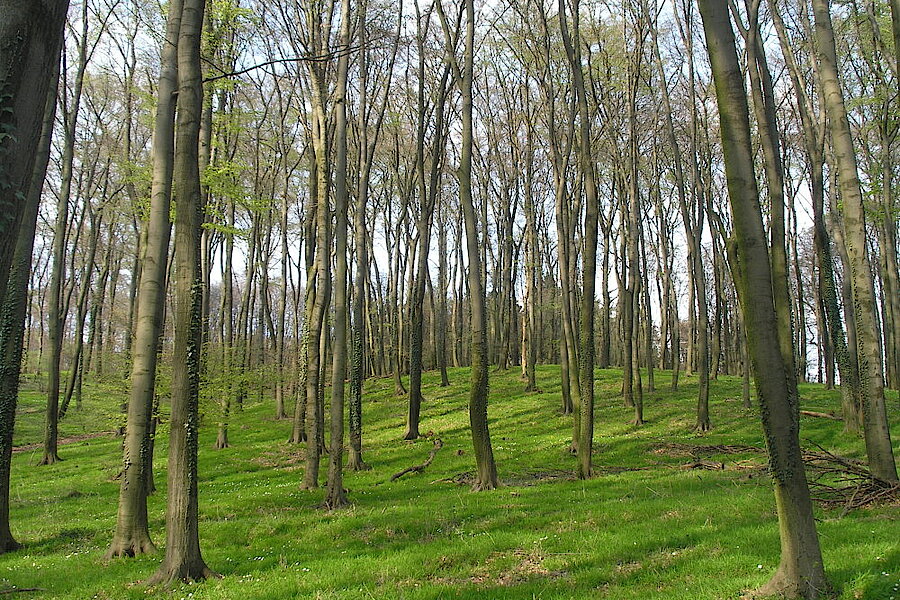 Perlgras-Buchenwald © Biologische Station Gütersloh-Bielefeld