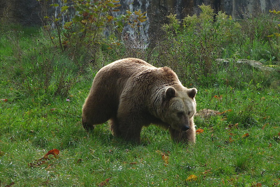 Braunbär im Tierpark Olderdissen © Biologische Station Gütersloh-Bielefeld