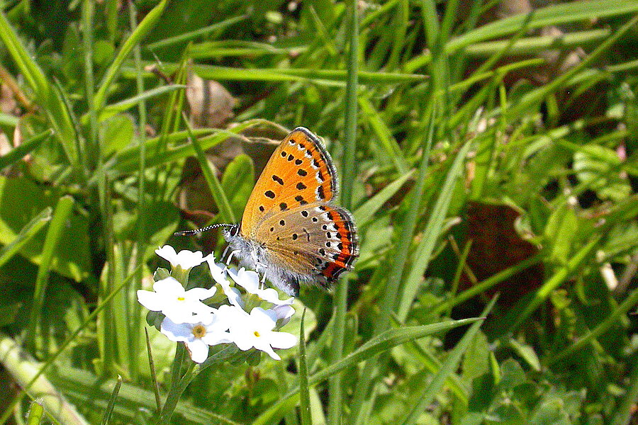 Blauschillernder Feuerfalter © Biologische Station Städteregion Aachen e.V.