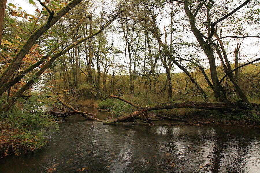 Ursprüngliche Natur © Regionalforstamt Siegen-Wittgenstein