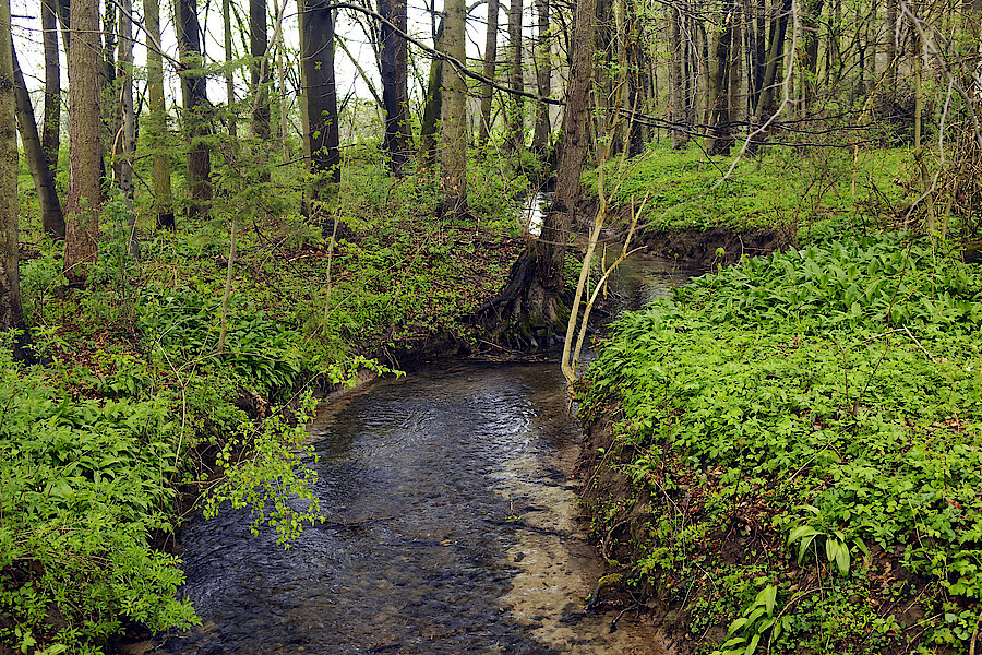 Auewald bei Rheder © Frank Grawe