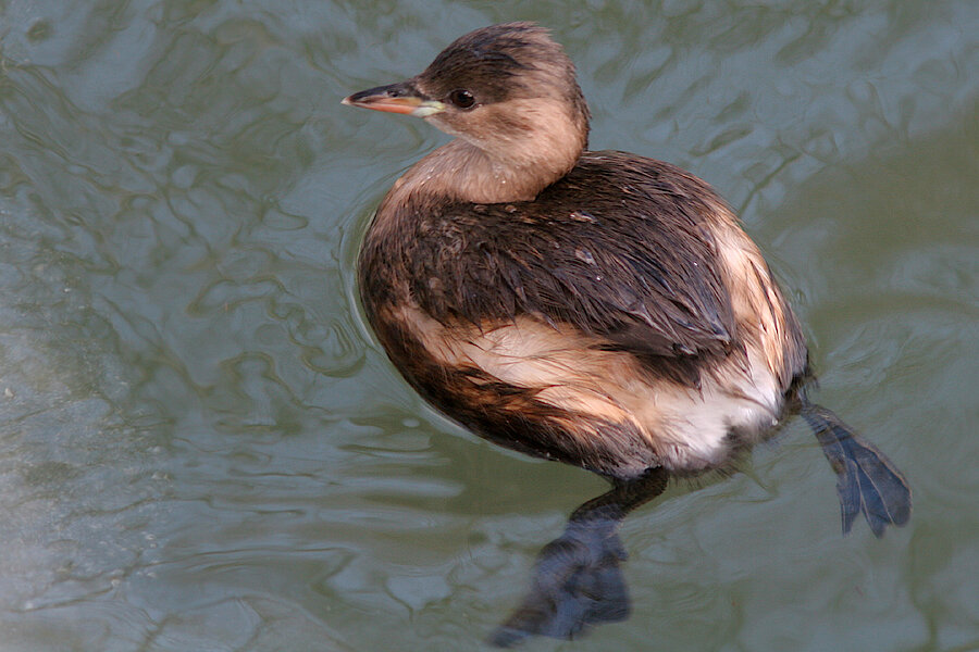 Zwergtaucher © A.Schäfferling