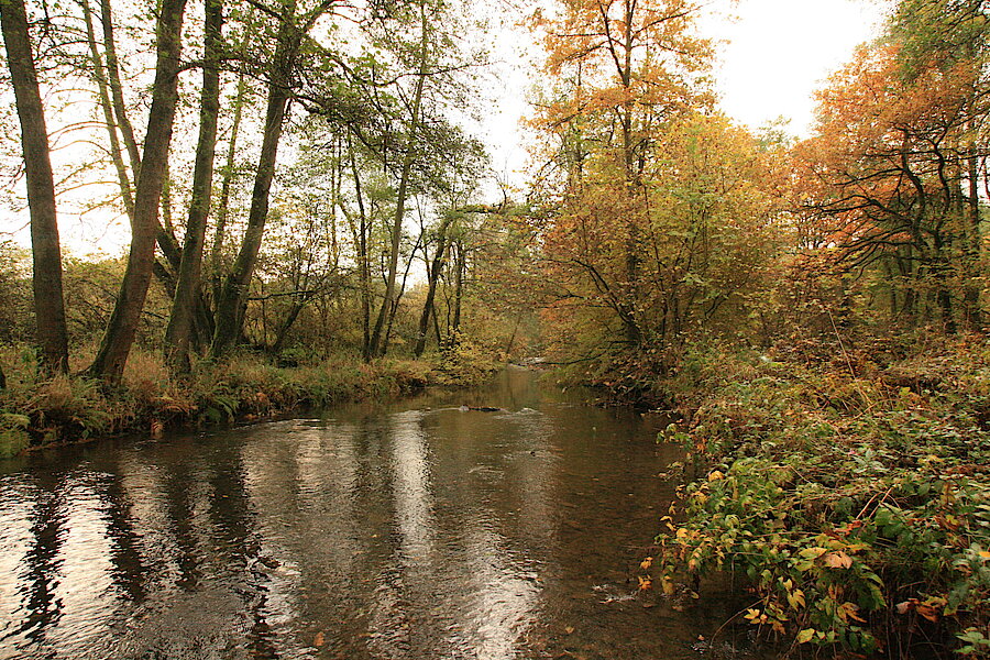 Herbst an der Sieg © Regionalforstamt Siegen-Wittgenstein