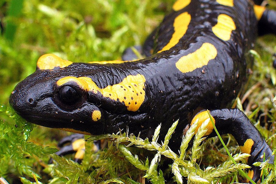 Feuersalamander © Frank Grawe