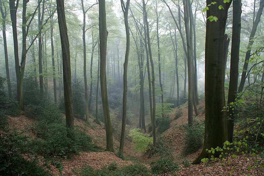 Hainsimsen-Buchenwald © NaturFreunde Düsseldorf e.V.