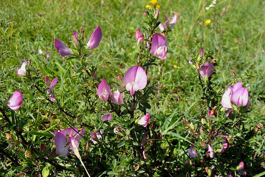 Dornige Hauhechel © Biologische Station Gütersloh-Bielefeld