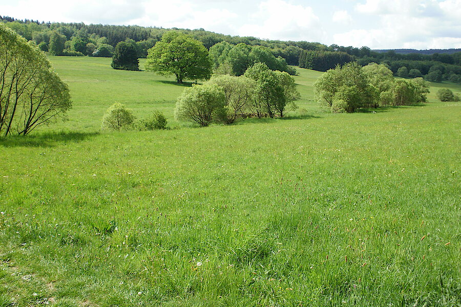 Strukturreiche Mager- und Feuchtgrünlandflächen © Michael Gertz