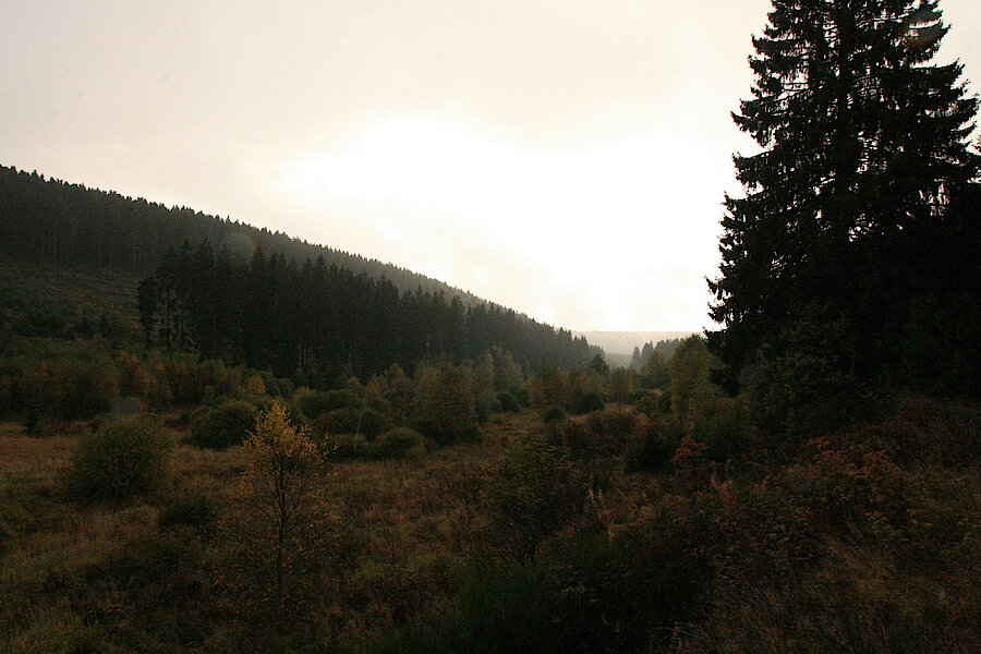 Abendstimmung © Regionalforstamt Siegen-Wittgenstein