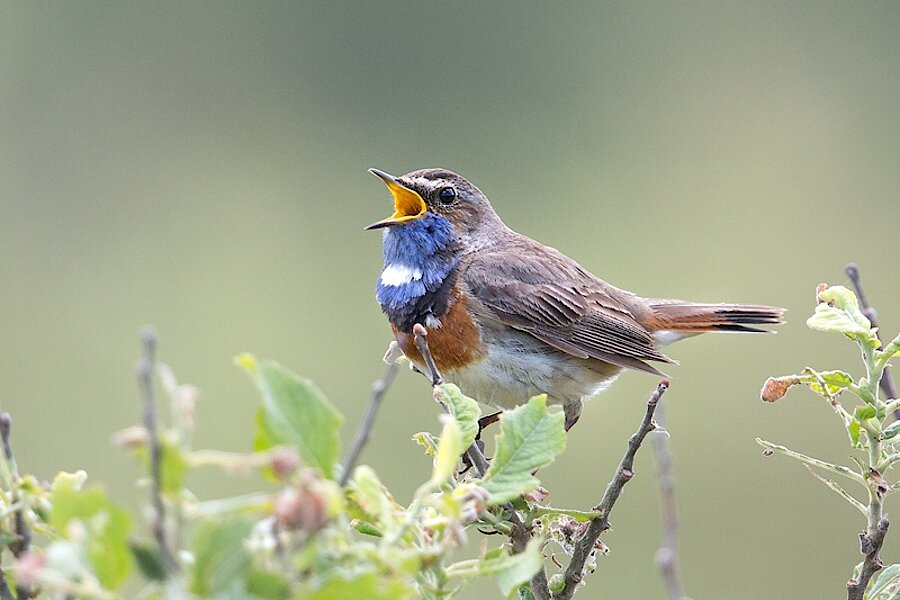 Blaukehlchen © Hans-Martin Kochanek