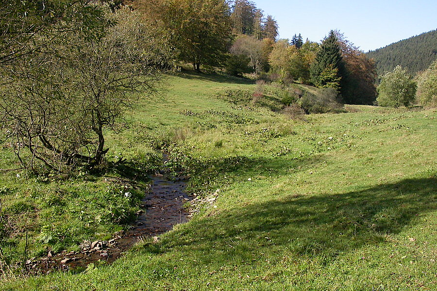 Liese mit Feuchtgrünland © Biologische Station HSK