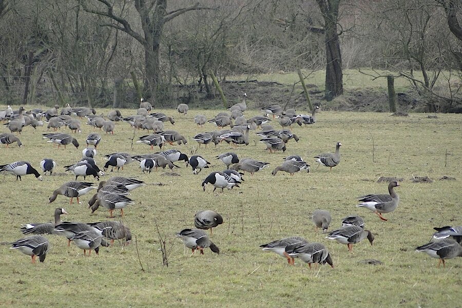Blässgänse und Weißwangengänse © Naturschutzzentrum im Kreis Kleve e.V.