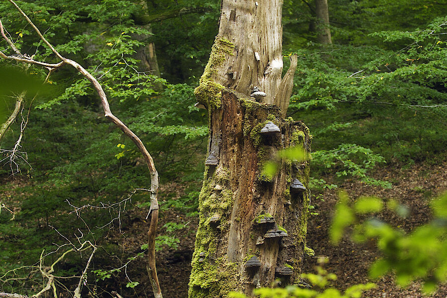 Totholz-Eiche © NABU NRW