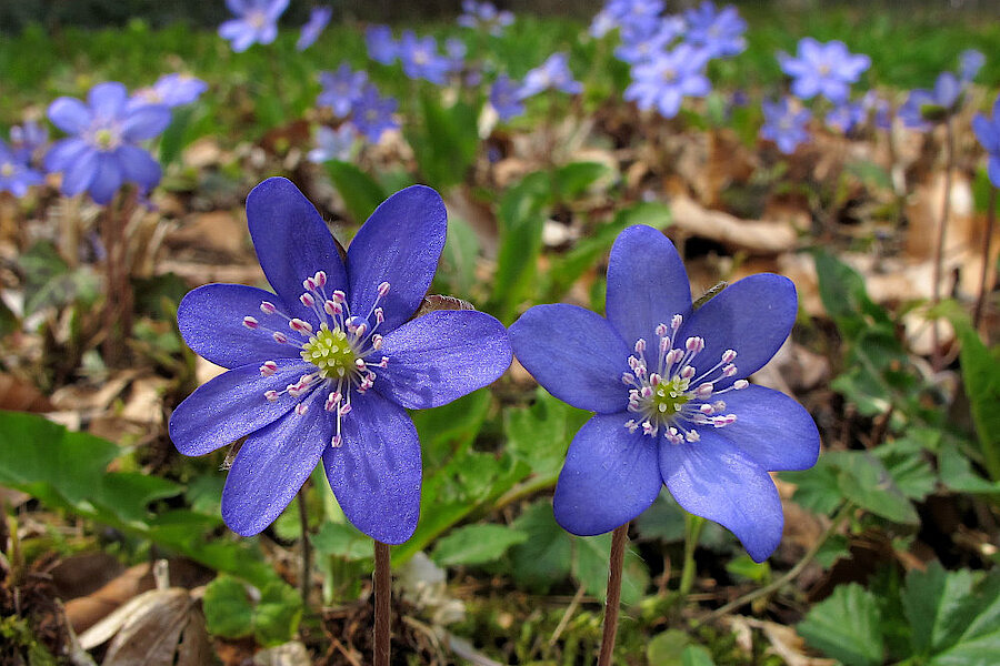 Leberblümchen © Biologische Station Gütersloh-Bielefeld