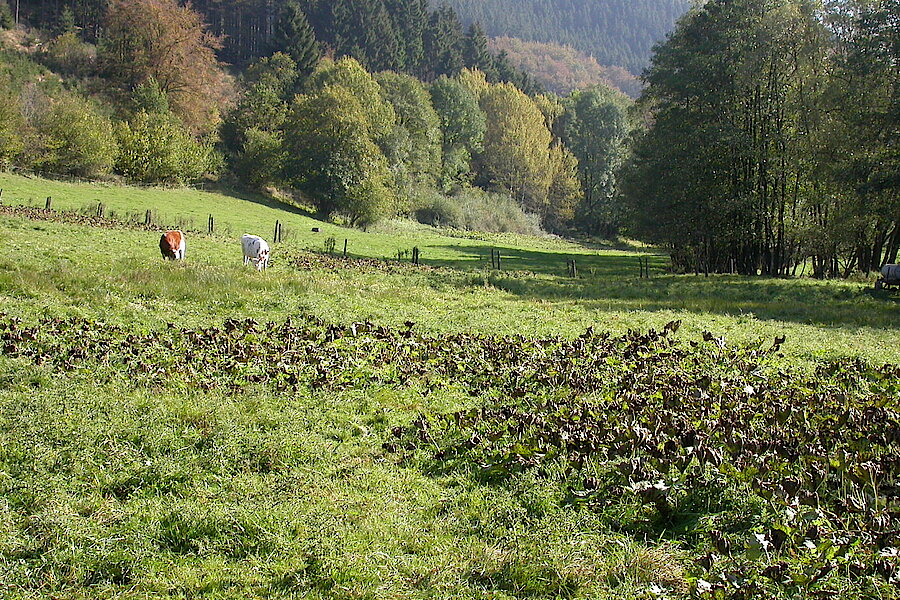 Feuchtweide © Biologische Station HSK