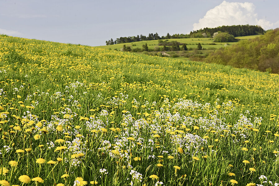 Blumenreiche Wildwiese © Naturpark Diemelsee