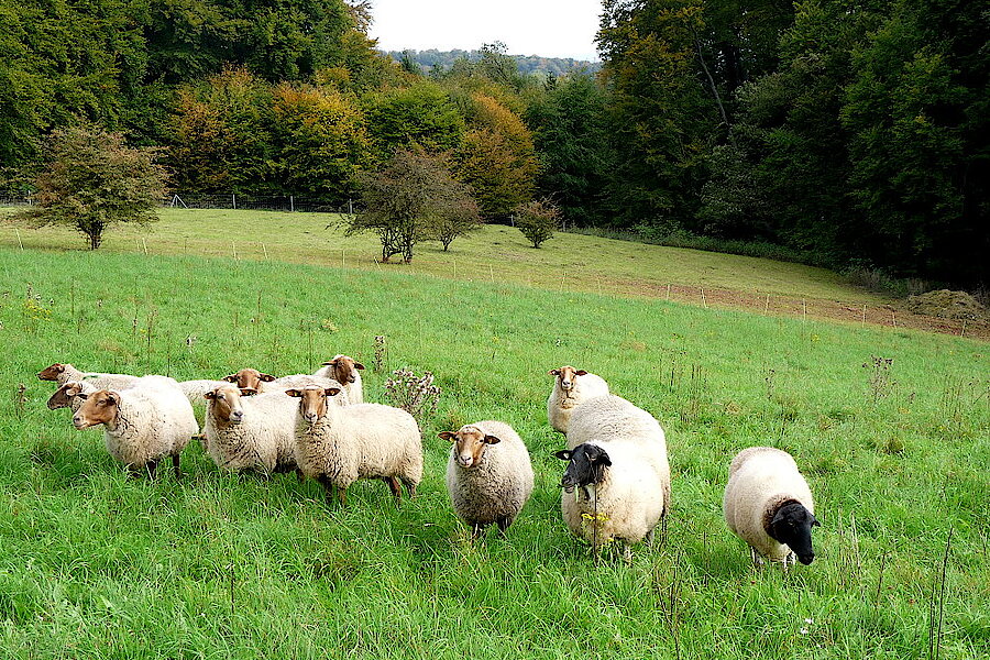 Coburger Füchse der Stiftung Bethel im Herbst auf den Weiden © Biologische Station Gütersloh-Bielefeld