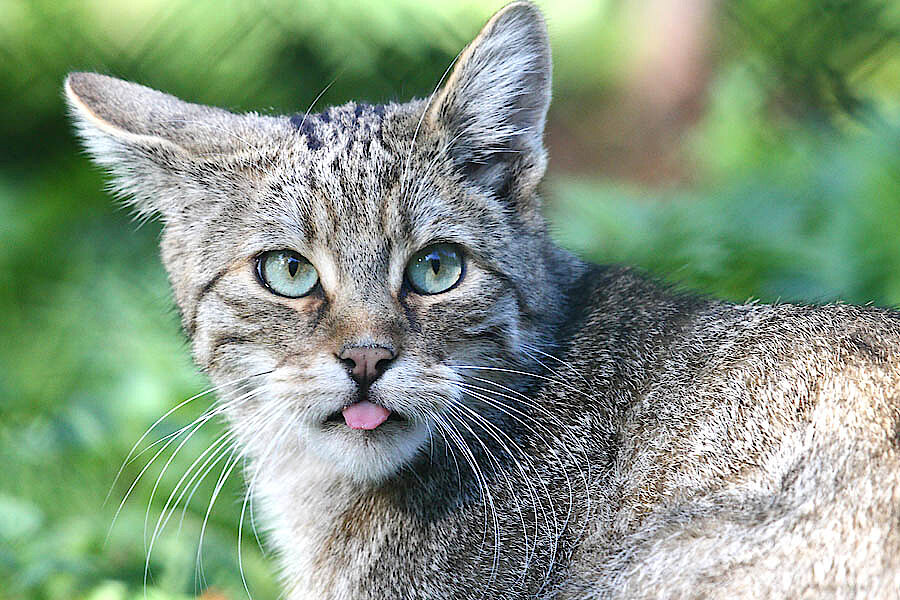 Wildkatze © Hans-Martin Kochanek