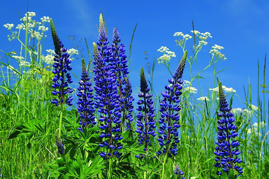 Lupinen © Naturpark Diemelsee