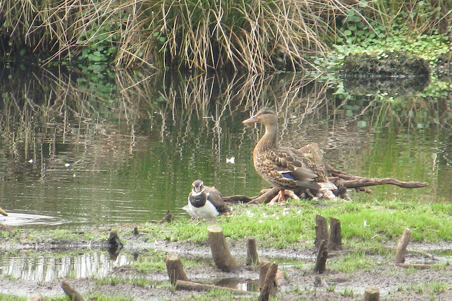 Vogelparadies im Moor © Birgit Königs
