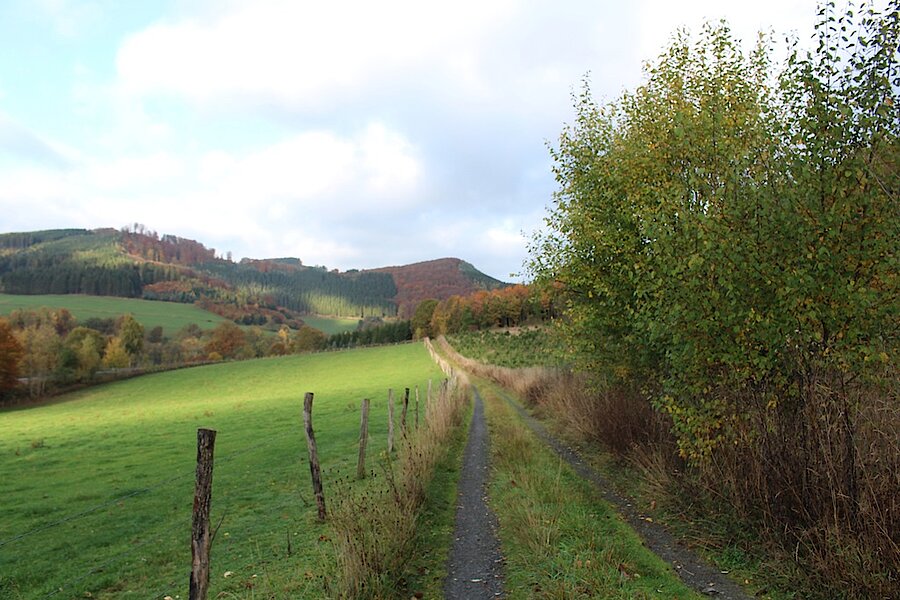 Wanderweg vorbei an Weiden © Michaela Fedeli