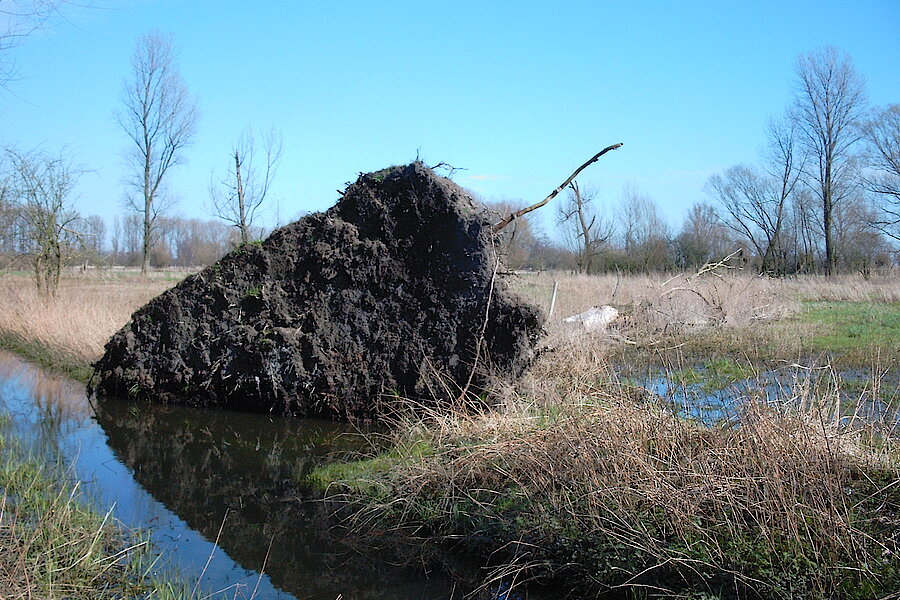 Entwurzelte Pappel © Haus der Natur, Biologische Station im Rhein-Kreis Neuss e.V.