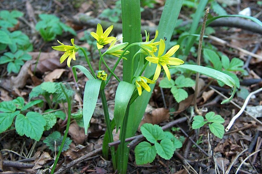 Wald-Gelbstern © Biologische Station Gütersloh-Bielefeld