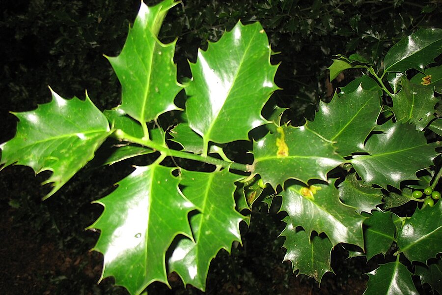 Ilex © NaturFreunde Düsseldorf e.V.