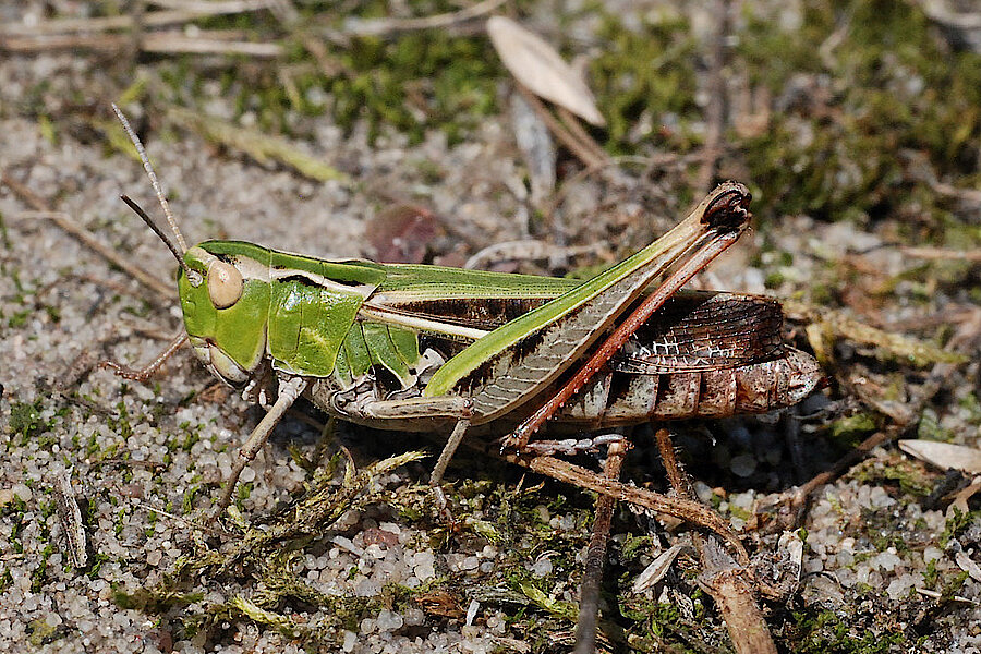 Heide Grashüpfer © Biologische Station Gütersloh-Bielefeld