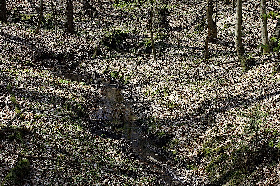 Kerbtal im Habichtswald © Biologische Station Kreis Steinfurt e.V.