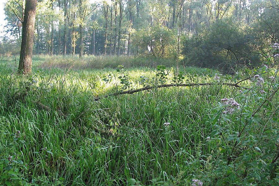 Ilverich © Haus der Natur, Biologische Station im Rhein-Kreis Neuss e.V.