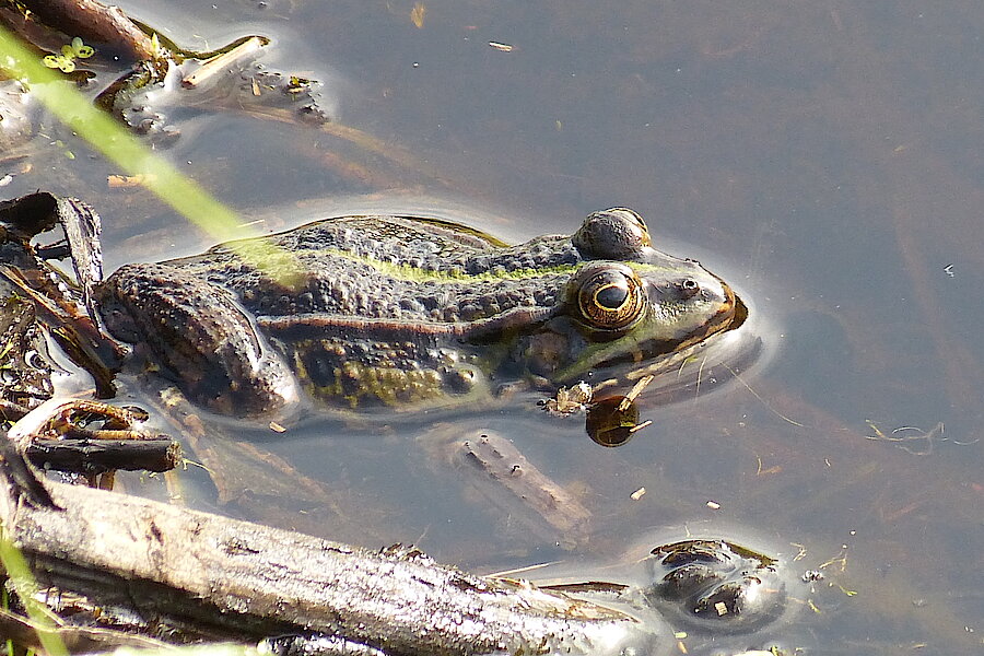 Wasserfrosch © NABU NRW