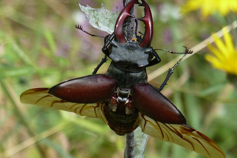 Hirschkäfer © Thorsten Wiegers