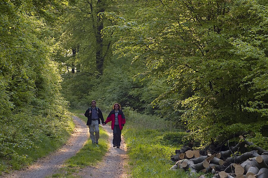 Wanderer im Buchenwald © Naturpark Diemelsee