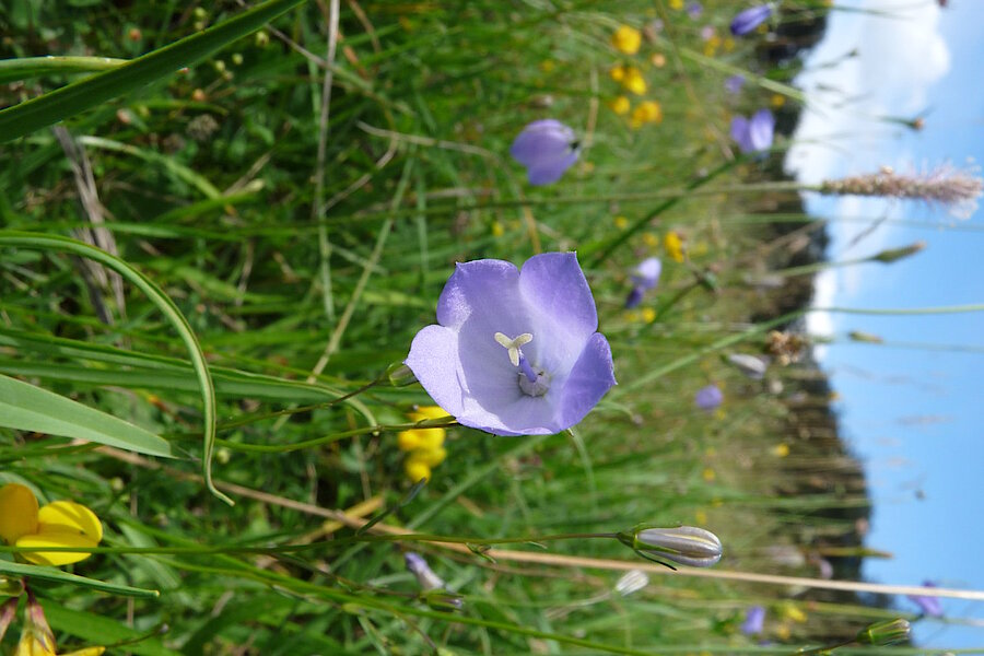 Rundblättrige Glockenblume © Biologische Station Gütersloh-Bielefeld