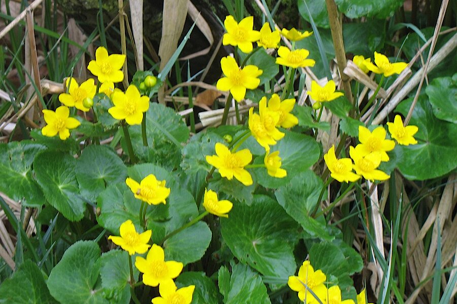 Sumpfdotterblumen © NaturFreunde Düsseldorf e.V.
