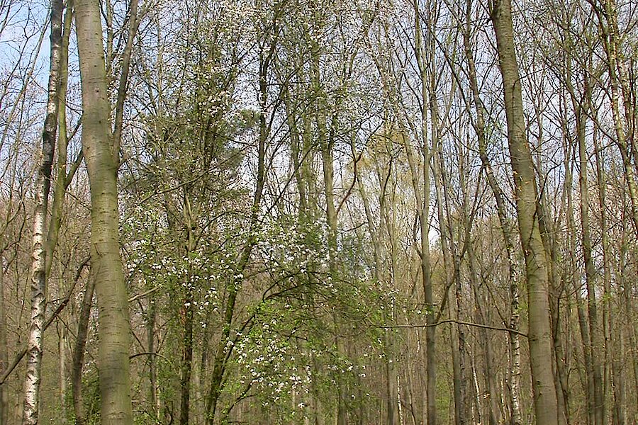 Holzapfel © Biologische Station Westliches Ruhrgebiet