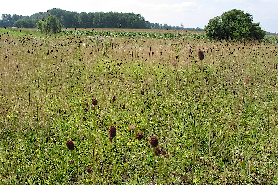 Wiesenknopf © Michael Stevens