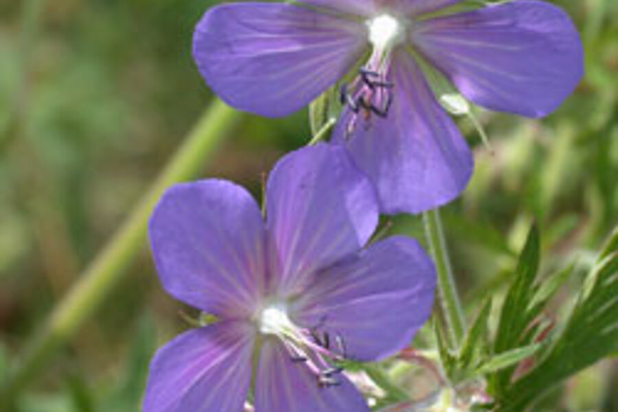  © Biologische Station Minden-Lübbecke