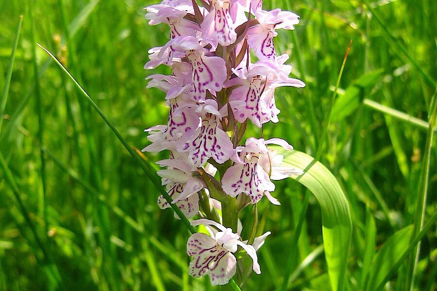 Orchideenblüte © U. Röder