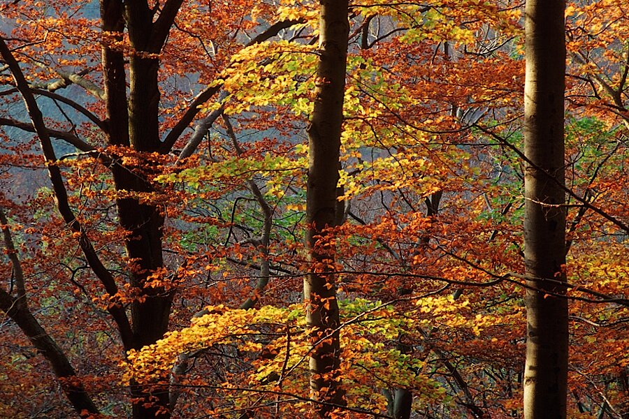 Buchen im Herbst © Frank Grawe
