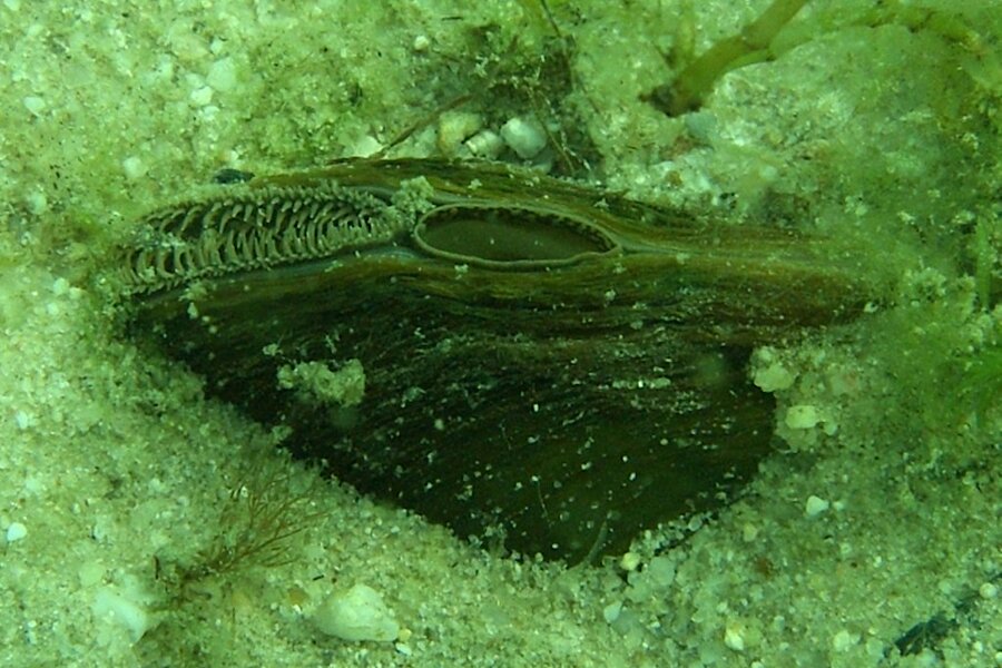 Teichmuschel © Naturschutzzentrum im Kreis Kleve e.V.