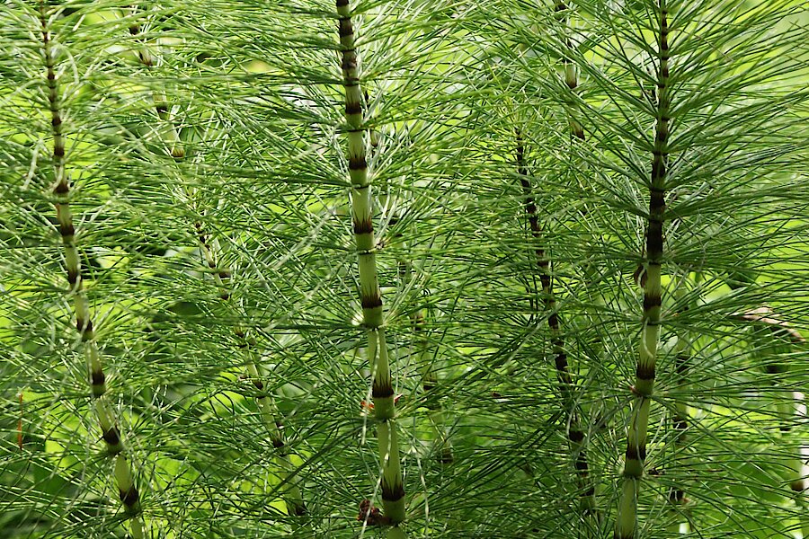 Riesenschachtelhalm © NaturFreunde Düsseldorf e.V.