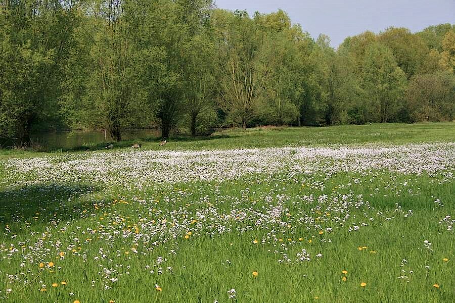 Wiesen mit Löwenzahn und Wiesenschaumkraut © Corinne Buch