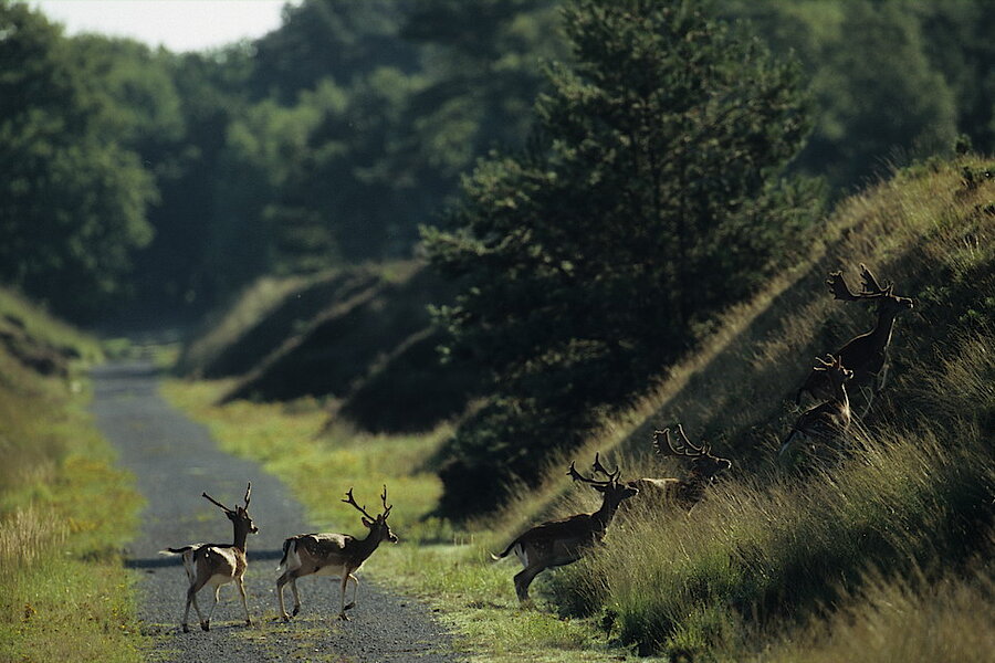 Damwild © Hans Georg Wende