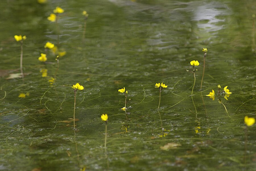 Kleiner Wasserschlauch © Biologische Station Steinfurt e.V.
