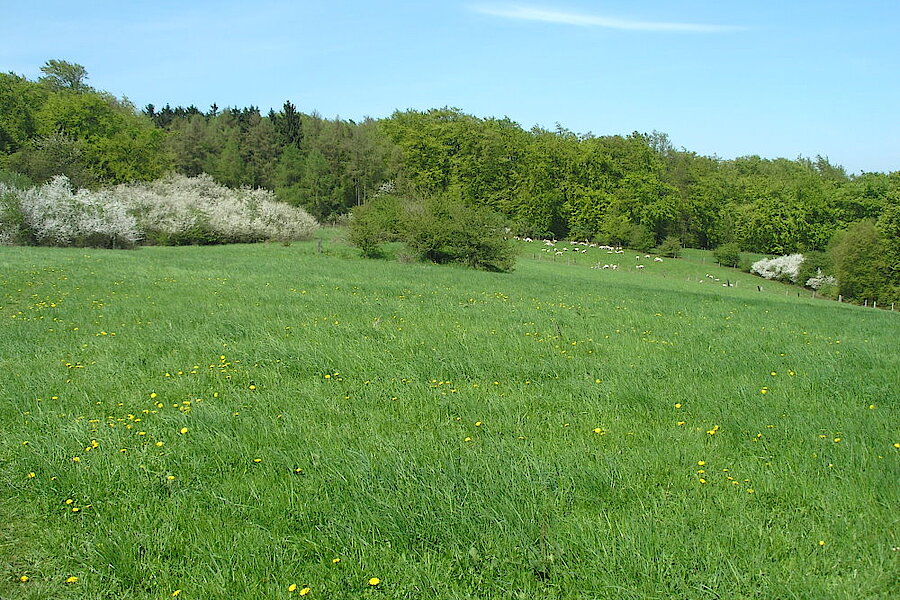 Grünland mit Schafherde der Stiftung Bethel © Biologische Station Gütersloh-Bielefeld
