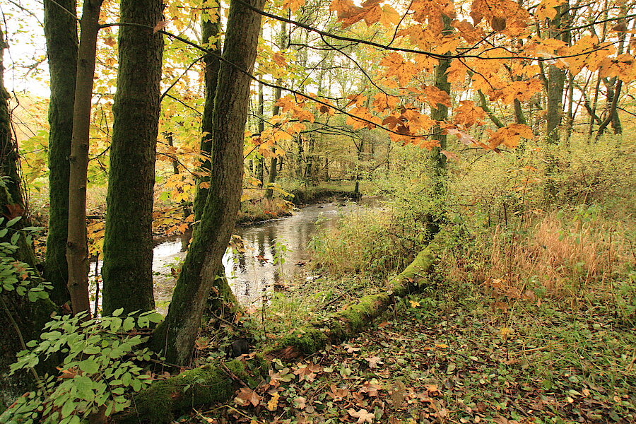 Herbst an der Sieg © Regionalforstamt Siegen-Wittgenstein